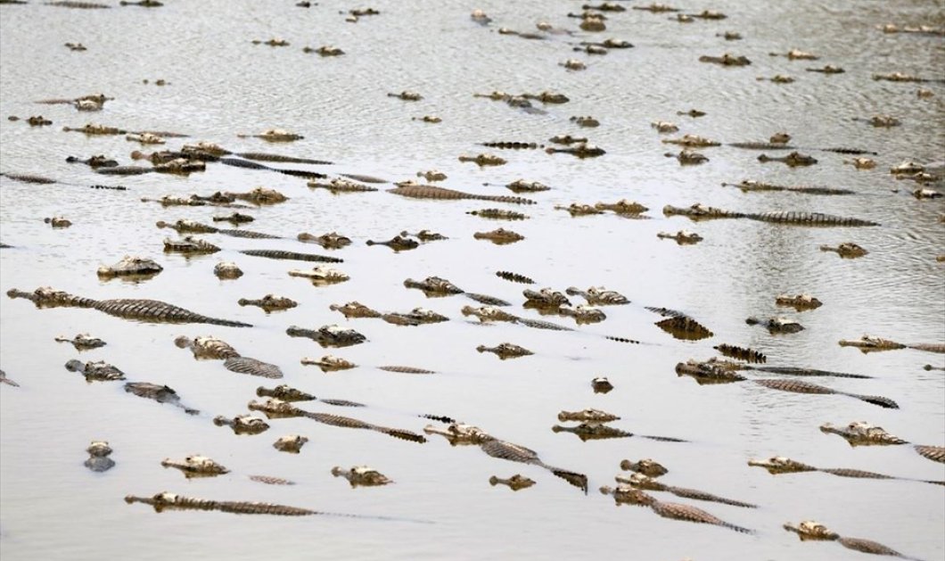 Μια λίμνη γεμάτη αλιγάτορες στα σύνορα Παραγουάης και Αργεντινής - Picture: REUTERS / JORGE ADORNO 