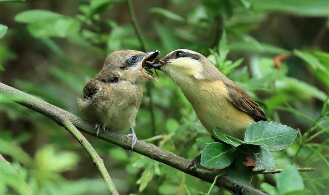 Ένα πουλί ταΐζει το μικρό του σε δάσος του Κανγκούνγκ, στη Ν. Κορέα - Picture: EPA / YONHAP 