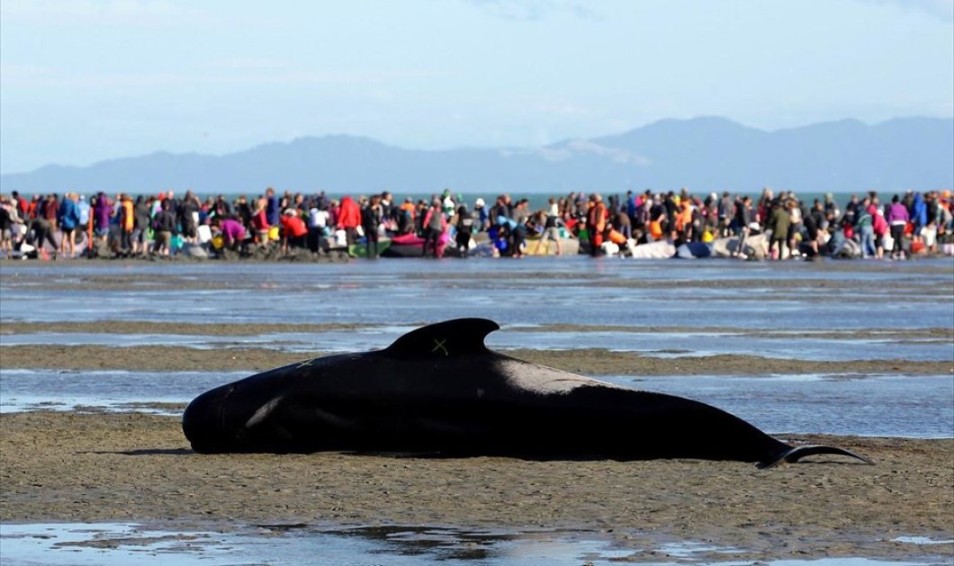 N. Ζηλανδία: Επιχείρηση διάσωσης 400 φαλαινών - Picture: REUTERS / ANTHONY PHELPS