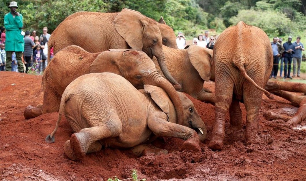 Και οι "μεγάλοι" έχουν τις τρυφερές στιγμές τους, σαν τα ελεφαντάκια στο εθνικό πάρκο στο Ναϊρόμπι - Φωτογραφία: REUTERS / BAZ RATNER