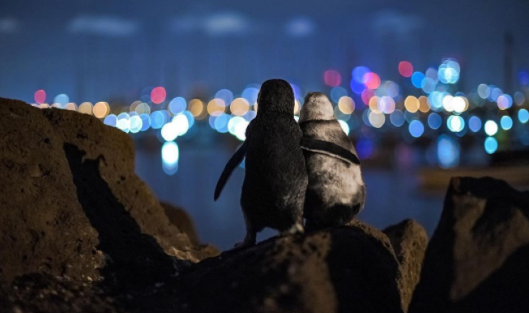 Φωτό Ημέρας οι δύο πιγκουίνοι αγκαλιά από τον διαγωνισμό Ocean Photography Awards - Μαγική λήψη/Tobias Baumgaertner