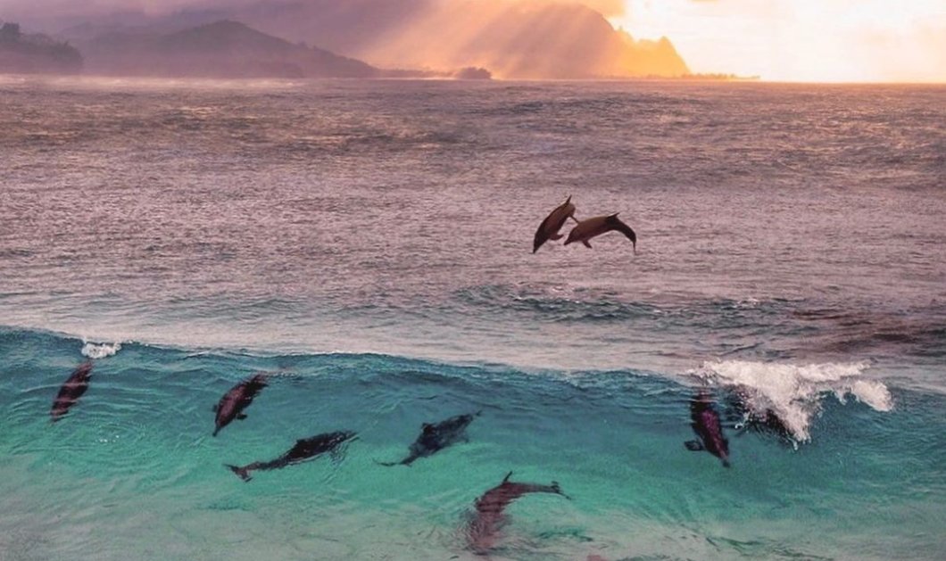 Φωτό ημέρας: Ο χορός των δελφινιών – Ένα σύμβολο ελπίδας/ Photo: Instagram - @nois7