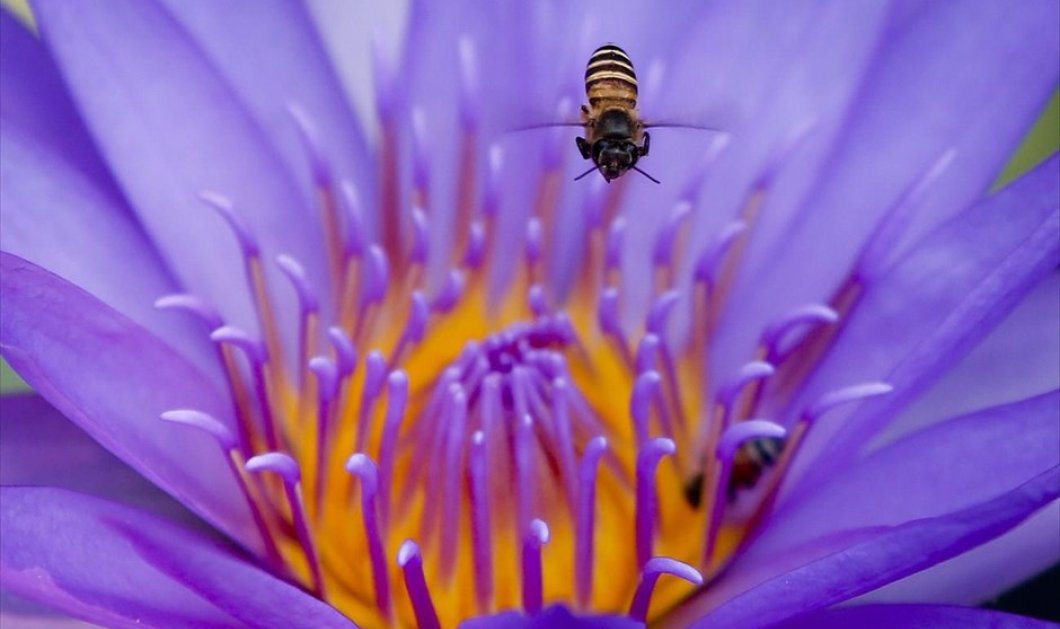 Μέλισσα πετά πάνω από ένα νούφαρο στην Μπανγκόκ - Picture: EPA / DIEGO AZUBEL