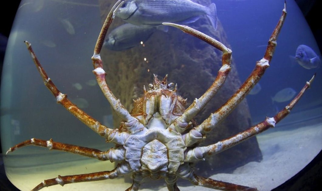 Ένας γιγάντιος αστακός σκαρφαλώνει στο τοίχωμα της δεξαμενής του, σε ενυδρείο της Qawra, στη Μάλτα - Picture: REUTERS / DARRIN ZAMMIT LUPI