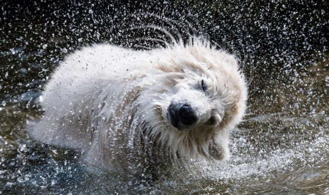 Μια πολική αρκούδα παίζει & ανακαλύπτει το νέο της σπίτι στον ζωολογικό κήπο Χέλαμπρουν, στο Μόναχο - Picture:EPA / CHRISTIAN BRUNA  