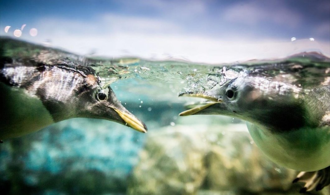 Πιγκουίνοι κολυμπούν σε μία πισίνα, στο ζωολογικό κήπο της Φρανκφούρτης - Picture: EPA / FRANK RUMPENHORST