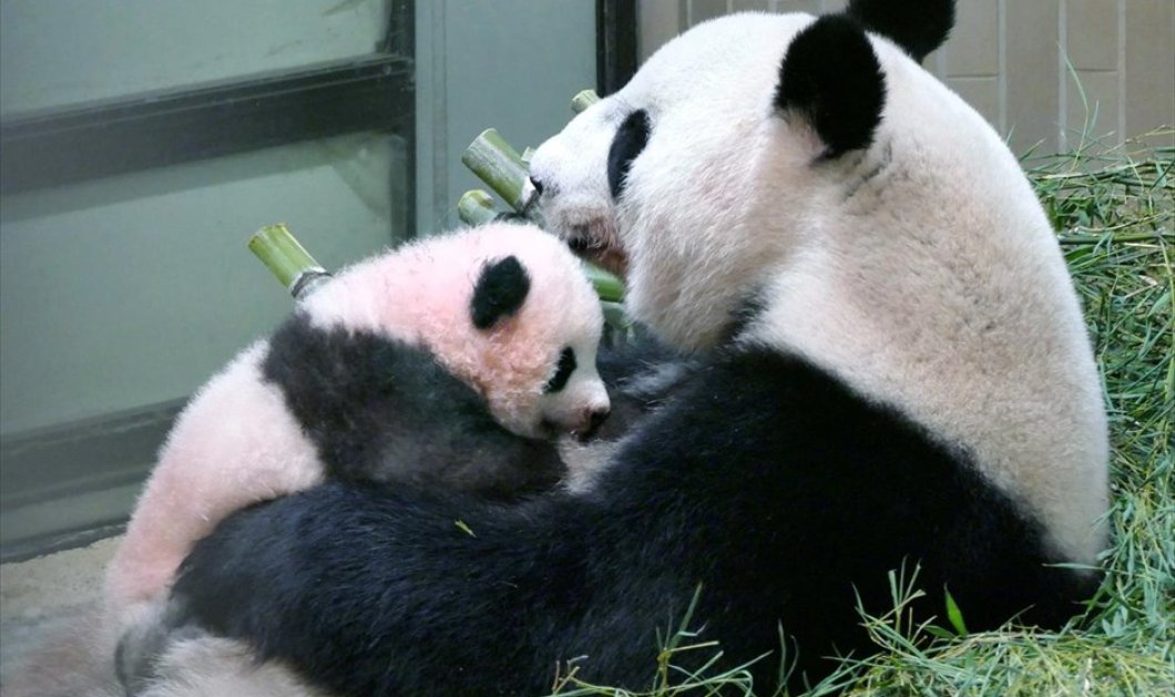 Ένας νεαρό πάντα και η μητέρα του στον ζωολογικό κήπο Ουένο στο Τόκιο - Φωτογραφία: REUTERS / HANDOUT