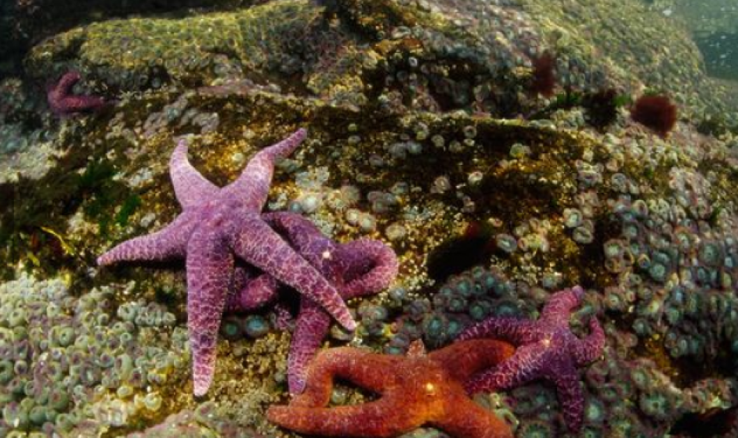Υπέροχοι αστερίες κάνουν τον βυθό πολύχρωμο/ Picture: Paul Nicklen