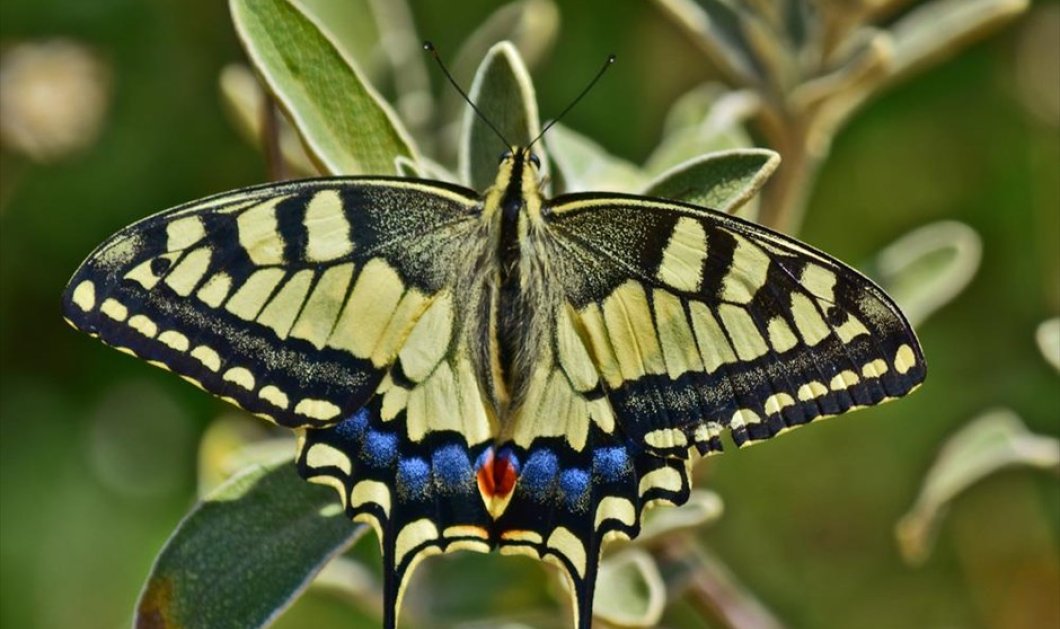Μία πεταλούδα του είδους Papilio machaon ξεκουράζεται πάνω σε άνθος - ΑΠΕ-ΜΠΕ / ΜΠΟΥΓΙΩΤΗΣ ΕΥΑΓΓΕΛΟΣ