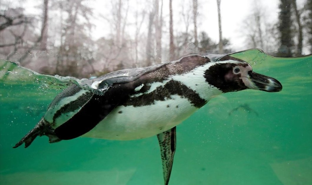 Υπέροχος πιγκουινάκος Humboldt κολυμπάει ανέμελα στο ζωολογικό πάρκο Beauval στην κεντρική Γαλλία - Φωτογραφία: REUTERS / BENOIT TESSIER