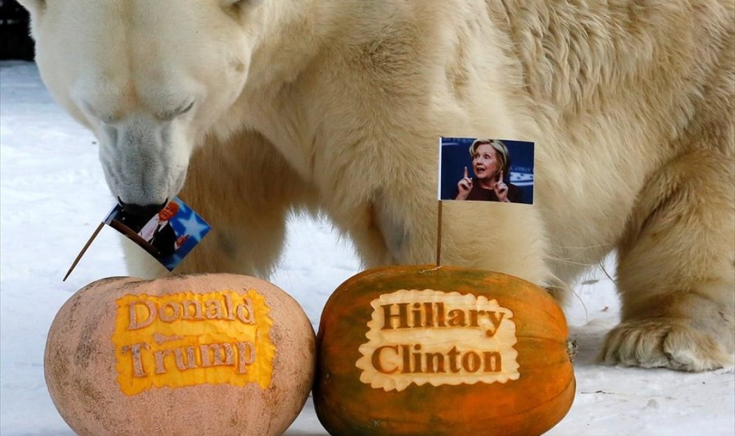 Τον Ντόναλντ Τραμπ «βλέπει» νικητή των αμερικανικών προεδρικών εκλογών ο Φέλιξ, η πολική αρκούδα ζωολογικού κήπου της πόλης Κρασνογιάρσκ στη Σιβηρία - REUTERS / ILYA NAYMUSHIN