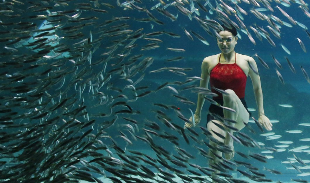 19/9/2015 - Αθλήτρια της συγχρονισμένης κολύμβησης - δίνει μια απίθανη παράσταση παρέα με 20,000 σαρδέλες στο ενυδρείο της Σεούλ - Picture: EPA/YONHAP