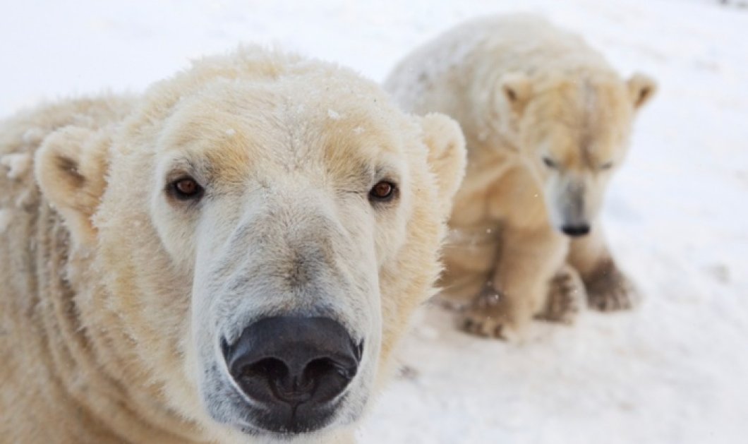 4/2/15 - Αυτές οι πολικές αρκούδες στο Highland Wildlife Park της Σκωτίας απολαμβάνουν το χιόνι & νιώθουν σαν στο φυσικό τους περιβάλλον! Φωτό: Mac Leod - Guardian