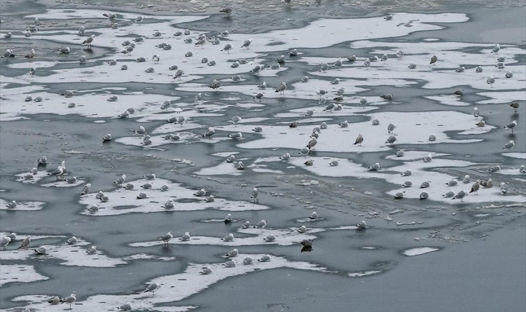 Πανέμορφοι γλάροι παίρνουν ανάσες στον παγωμένο ποταμό Dnipro στο Κίεβο της Ουκρανίας - Φωτογραφία: REUTERS / GLEB GARANICH