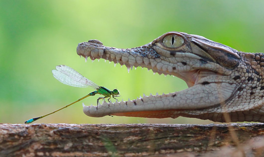 Η απίστευτη στιγμή που ένα έντομο  στέκεται στο ανοιχτό σαγόνι ενός νεαρού κροκόδειλου - Picture: Kurit Afsheen/Solent News