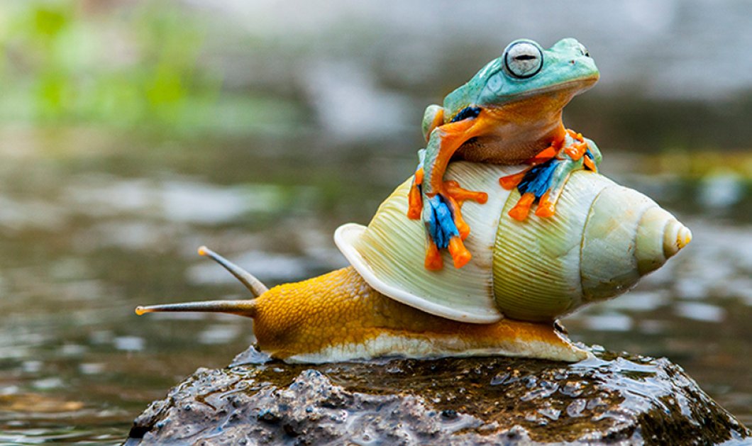 10/10/2015 - Ο Βάτραχος ζει τη ζωή του σε slow motion - Picture: Andri Priyadi / Barcroft Media