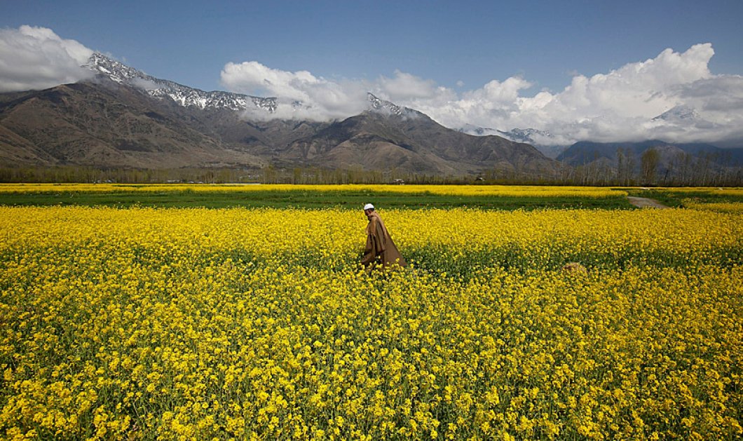 Άνδρας απο το Κασμίρ περπατά ανάμεσα σε υπέροχα κίτρινα λουλούδια- Picture: EPA/FAROOQ KHAN