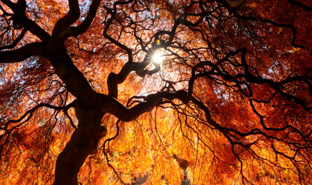 Ηλιαχτίδες διαπερνούν μαγικά τα κλαδιά ενός δέντρου και δημιουργούν μια διαφορετική αύρα - Picture: Jacqueline Dormer/The Republican-Herald via AP