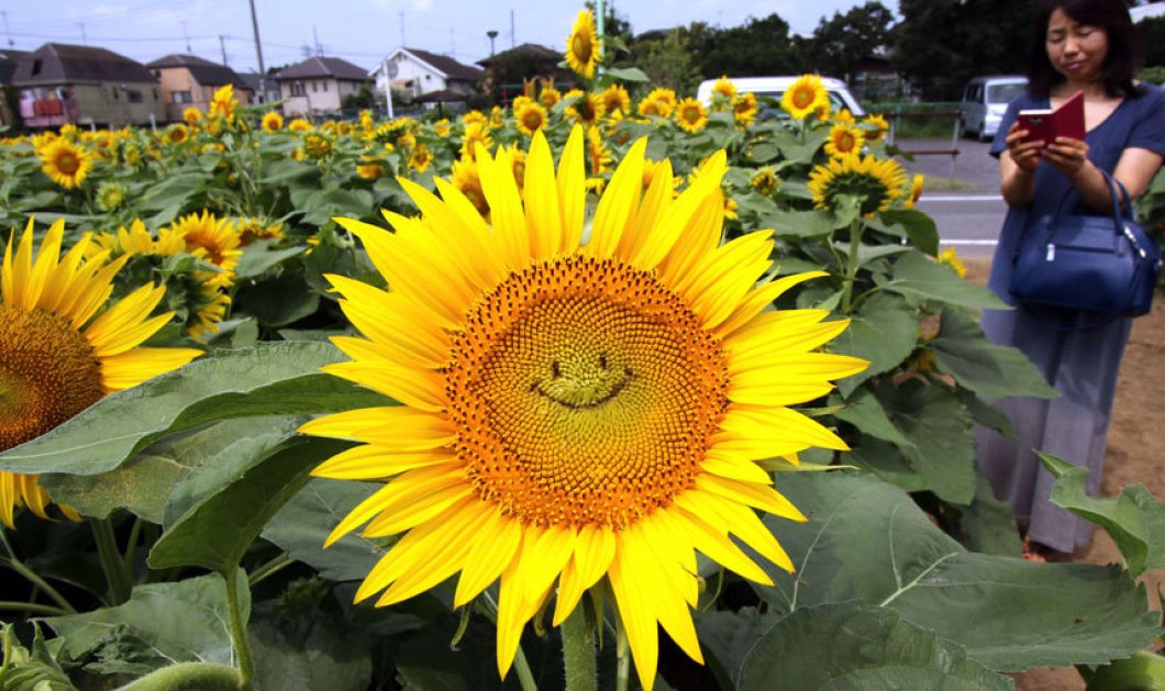 Το smile της ημέρας αυθεντικό & πρωτότυπο σε ήλιο χαμογελαστό κάπου στην Ιαπωνία - Φωτογραφίες: YOSHIKAZU TSUNO