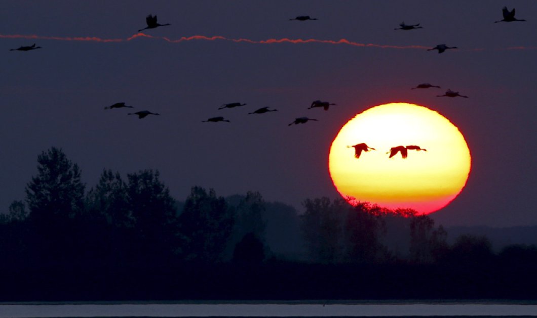 Γερανοί πετούν μπροστά από τον ήλιο που δύει πάνω από την Μεγάλη Πεδιάδα της Hortobagy, Ουγγαρία - Picture: REUTERS/Laszlo Balogh