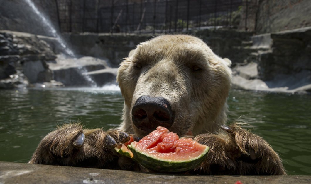 Και η αρκούδα έλιωσε από την ζέστη & έσπευσε να δροσιστεί με καρπούζι - Picture: Marko Djurica / Reuters