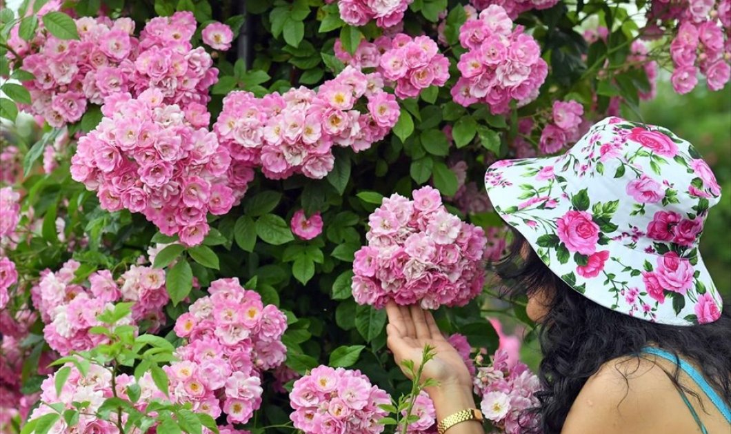 Επισκέπτρια του ροδώνα του Σάνγκερχαουσεν, φορώντας καπέλο πλήρως εναρμονισμένο με τον χώρο, μυρίζει τα άνθη που παρουσιάζονται στο πλαίσιο του φεστιβάλ ρόδων -  EPA / HENDRIK SCHMIDT