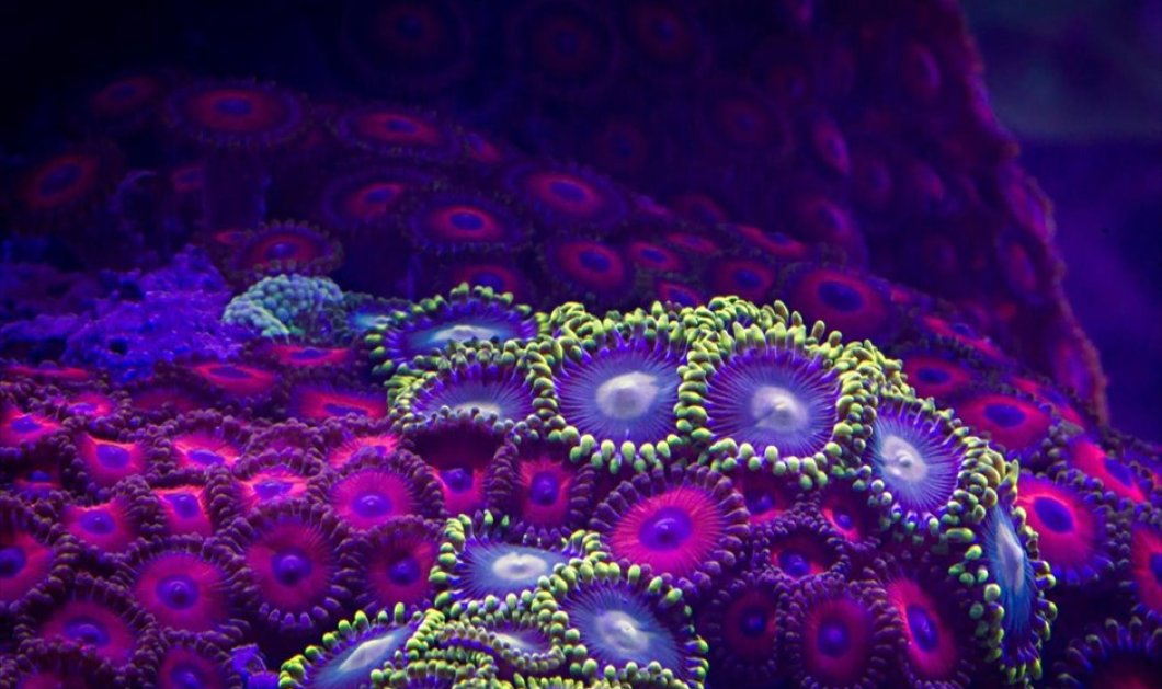 Πολύχρωμα κοράλλια «χορεύουν» στον βυθό & μαγεύουν - Antonio Rodríguez Canto