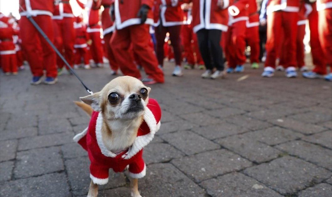Χαριτωμένος σκυλάκος με στολή Άγιου Βασίλη, βρίσκεται με τον ιδιοκτήτη του στον ετήσιο φιλανθρωπικό αγώνα δρόμου Santa Run, στη Βρετανία - REUTERS / DARREN STAPLES