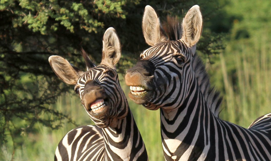 10/7/2015 - Smileee! Δύο πανέμορφες ζέβρες μας δείχνουν το ακαταμάχητο χαμόγελο τους - Picture: Greatstock / Barcroft Media