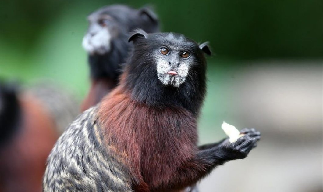 Στο Νησί των Μαϊμούδων, στο Περού - Φωτογραφία: EPA / Ernesto Arias