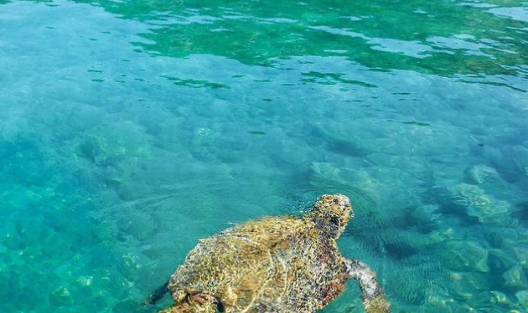 Πανέμορφο Καστελόριζο - Η @katerinakatopis φωτογραφίζει μία χελώνα στα φανταστικά νερά
