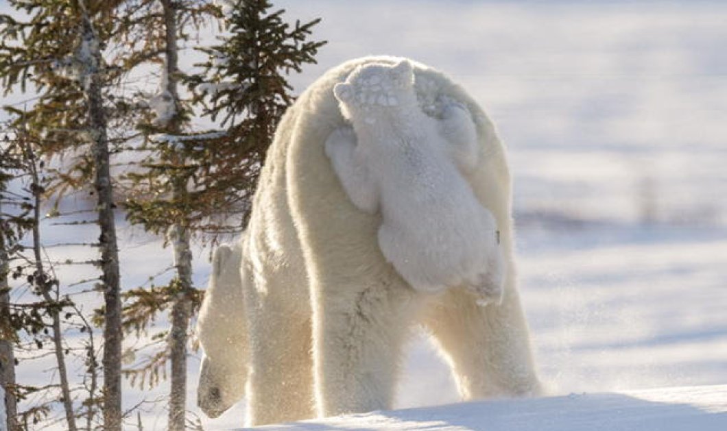 Η αρκουδίτσα πάνω στην μαμά της - Ένα φανταστικό στιγμιότυπο από το National Geographic - Picture: Daisy Gilardini 