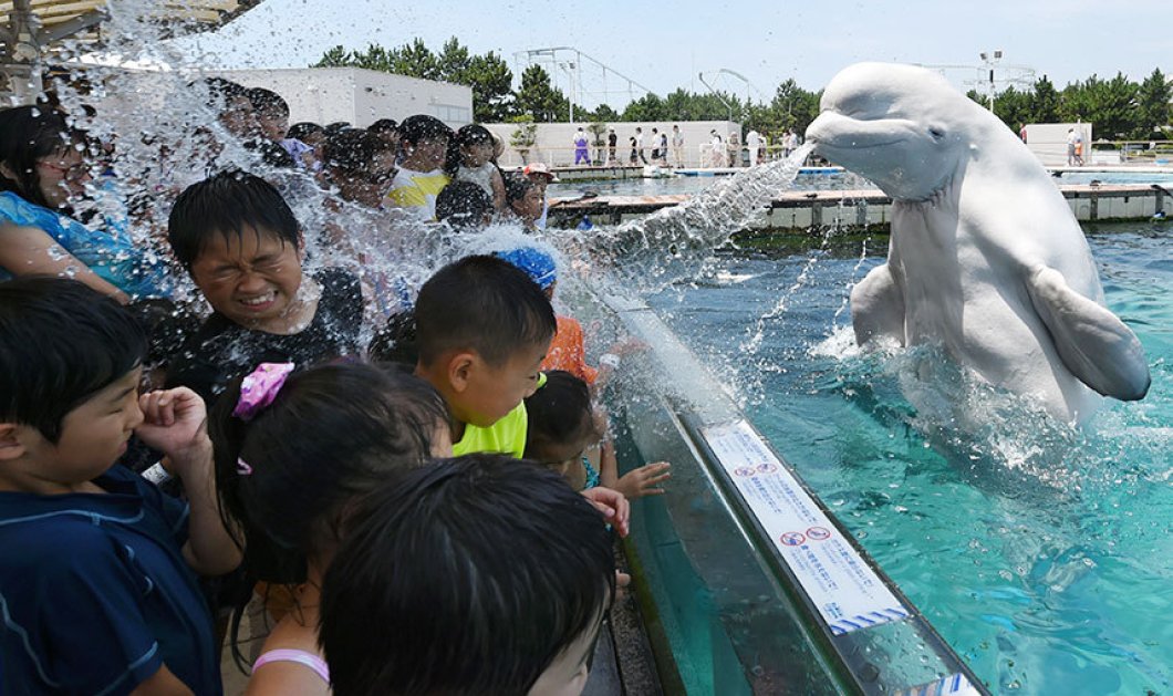 Δροσιστείτε & διασκεδάστε: Η φαλαινίτσα πετάει νερό στους τουρίστες σε πάρκο της Ιαπωνίας 