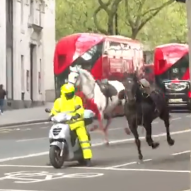 Δείτε βίντεο με άλογα να τρέχουν με αίματα στο κέντρο του Λονδίνου: Χτύπησαν οχήματα και πεζούς - 5 τραυματίες - Ξέφυγαν από τον στρατό 
