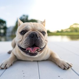 Οι 7 μύθοι για την υγεία των σκυλιών - Αν θέλετε να παρέχετε στο κατοικίδιό σας την καλύτερη δυνατή φροντίδα, αφήστε τους πίσω !