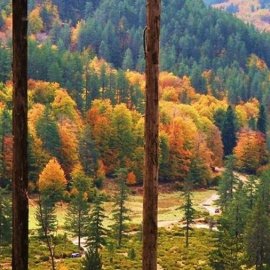 Κοζάνη: Το πρώτο ελληνικό «Πρότυπο Δάσος» ιδρύθηκε στη Δυτ. Μακεδονία - "Με άμεσο στόχο την αειφόρο διαχείριση"