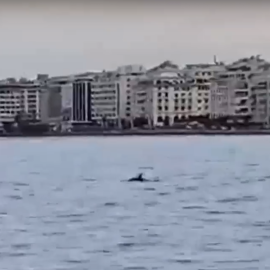 Δείτε δελφίνια να παίζουν στον Θερμαϊκό - Λίγα μέτρα από τις Ομπρέλες του Ζογγολόπουλου στην παραλία της Θεσσαλονίκη