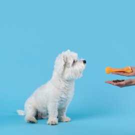 Τα 4 πορτοκαλί & πολύ θρεπτικά λαχανικά που μπορείτε να εντάξετε στη διατροφή του σκυλάκου σας χωρίς να κινδυνεύει η υγεία του - Πάντα με τη συμβουλή του κτηνίατρού σας !