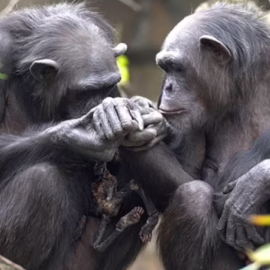 Βίντεο που συγκινεί: Χιμπατζίνα δεν αποχωρίζεται το νεκρό μωρό της εδώ και 3 μήνες – Το κουβαλάει παντού μαζί της 
