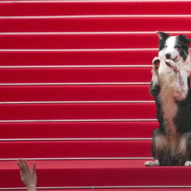 Μέσσι, ο σκύλος star: Πόζαρε στο κόκκινο χαλί του Φεστιβάλ Καννών – «Έκλεψε» τις εντυπώσεις & τις καρδίες μας (φωτό & βιντεο)