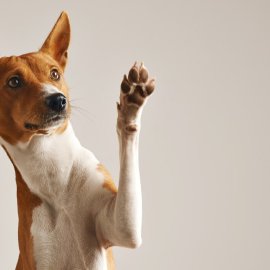 Πεπτικό σύστημα σκύλου: Πως λειτουργεί & πώς μπορείτε να συμβάλετε για την καλή υγεία του λατρεμένου σας κατοικιδίου ;