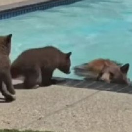 Δείτε το βίντεο με την αρκούδα να δροσίζεται στην ιδιωτική πισίνα ενώ τα μικρά της διστάζουν - Ο ένοικος του σπιτιού καταγράφει τη στιγμή