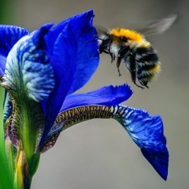 Μέλισσες: «A Story of Survival» - Η έκθεση για τον συναρπαστικό κόσμο και την επίδρασή τους (βίντεο)