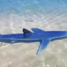 Βίντεο με καρχαρία να κολυμπά στη Γλυφάδα - Έκπληκτοι όσοι περπατούσαν στη μαρίνα και έβλεπαν το θηλαστικό