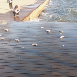 Σοκάρουν οι εικόνες με τα νεκρά ποντίκια στην παραλία της Θεσσαλονίκης - Πως βρέθηκαν στο πιο πολυσύχναστο σημεία της πόλης (βίντεο)