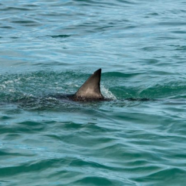 Φλόριντα: Καρχαρίες επιτέθηκαν σε 3 κολυμβητές – Μία 45χρονη έχασε το χέρι της (βίντεο)