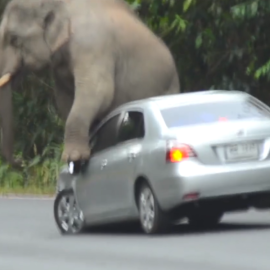 Βίντεο: Ελέφαντας σε πάρκο τα «βάζει» με αυτοκίνητο - Το χτυπά με την προβοσκίδα, ανεβαίνει στο καπό