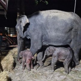 Ταϊλάνδη: Σπάνιο είδος ελαφαντίνας γέννησε δίδυμα - Δείτε φωτό
