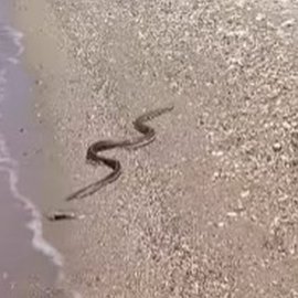 Πάτρα: Φίδι "έκοβε" βόλτες πλάι στους λουόμενους - Σε πανικό όλοι τους φώναζαν (βίντεο)