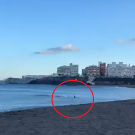 Καρχαρίας βγήκε στην ακτή: Έντρομοι λουόμενοι ουρλιάζουν και τρέχουν να βγουν από το νερό - Τους έσωσε ο ναυαγοσώστης, δείτε τα βίντεο